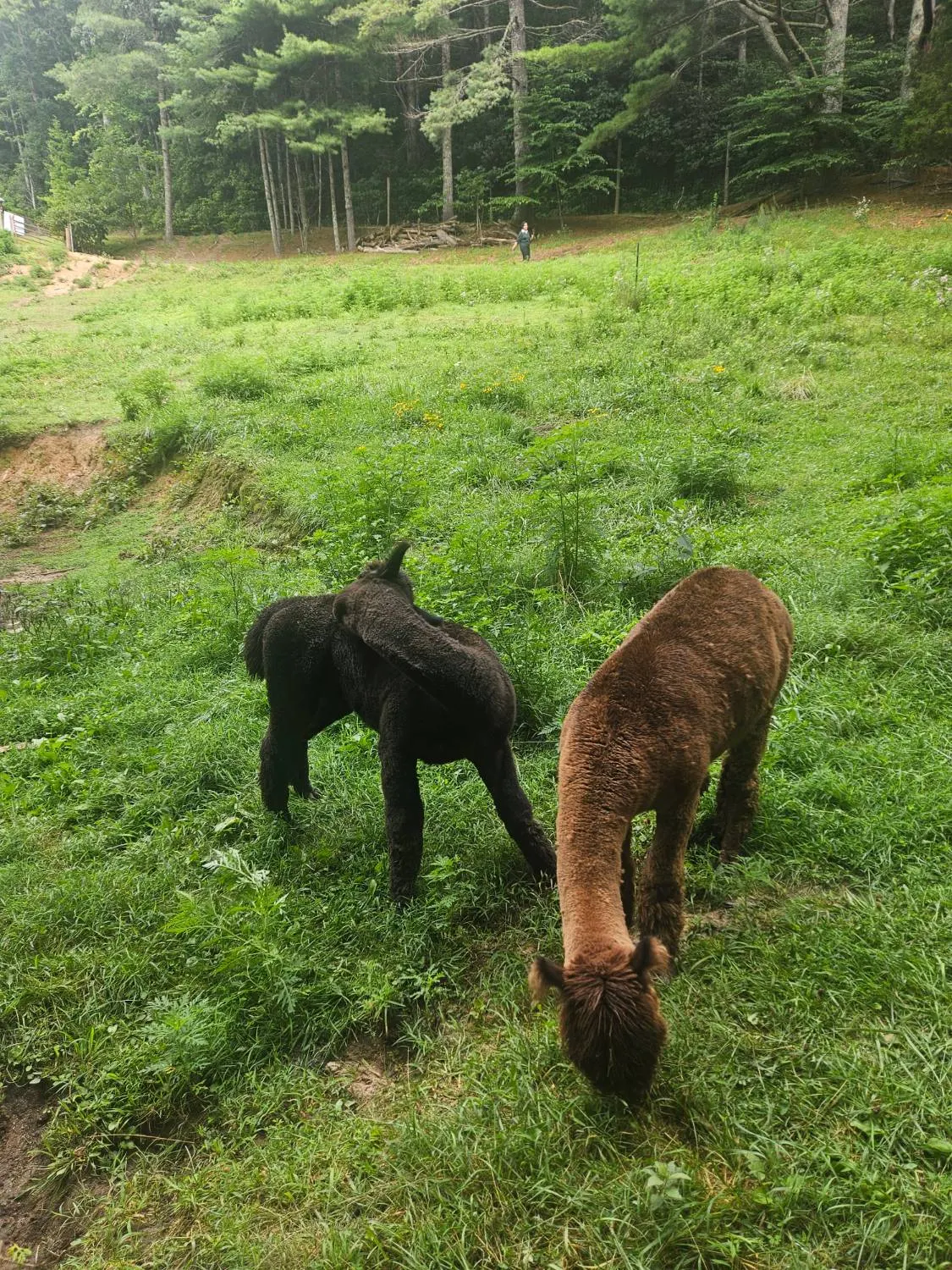 Alpacas grazing the upper pasture