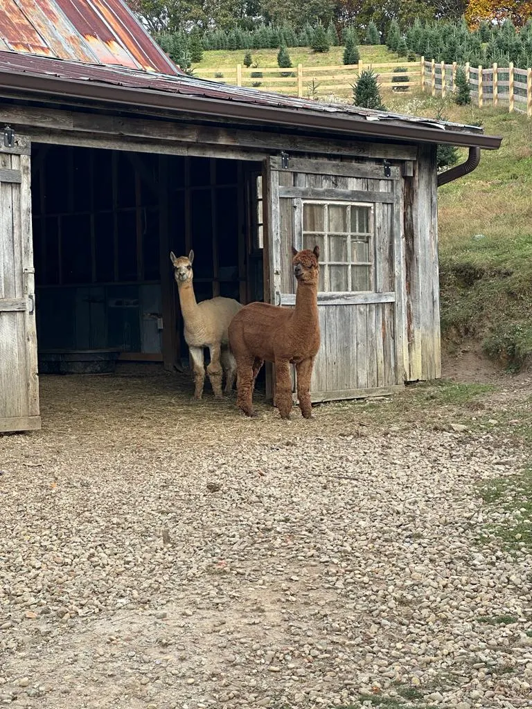 Alpacas at the barn at Chimney Pond Farm