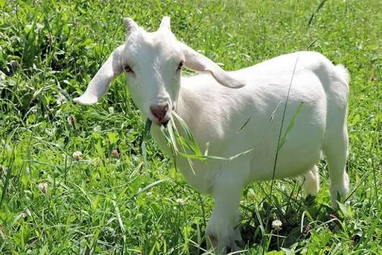 A white goat grazing in the pasture