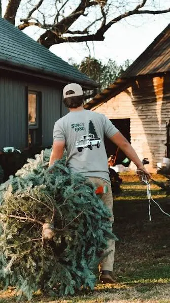 Tree harvest