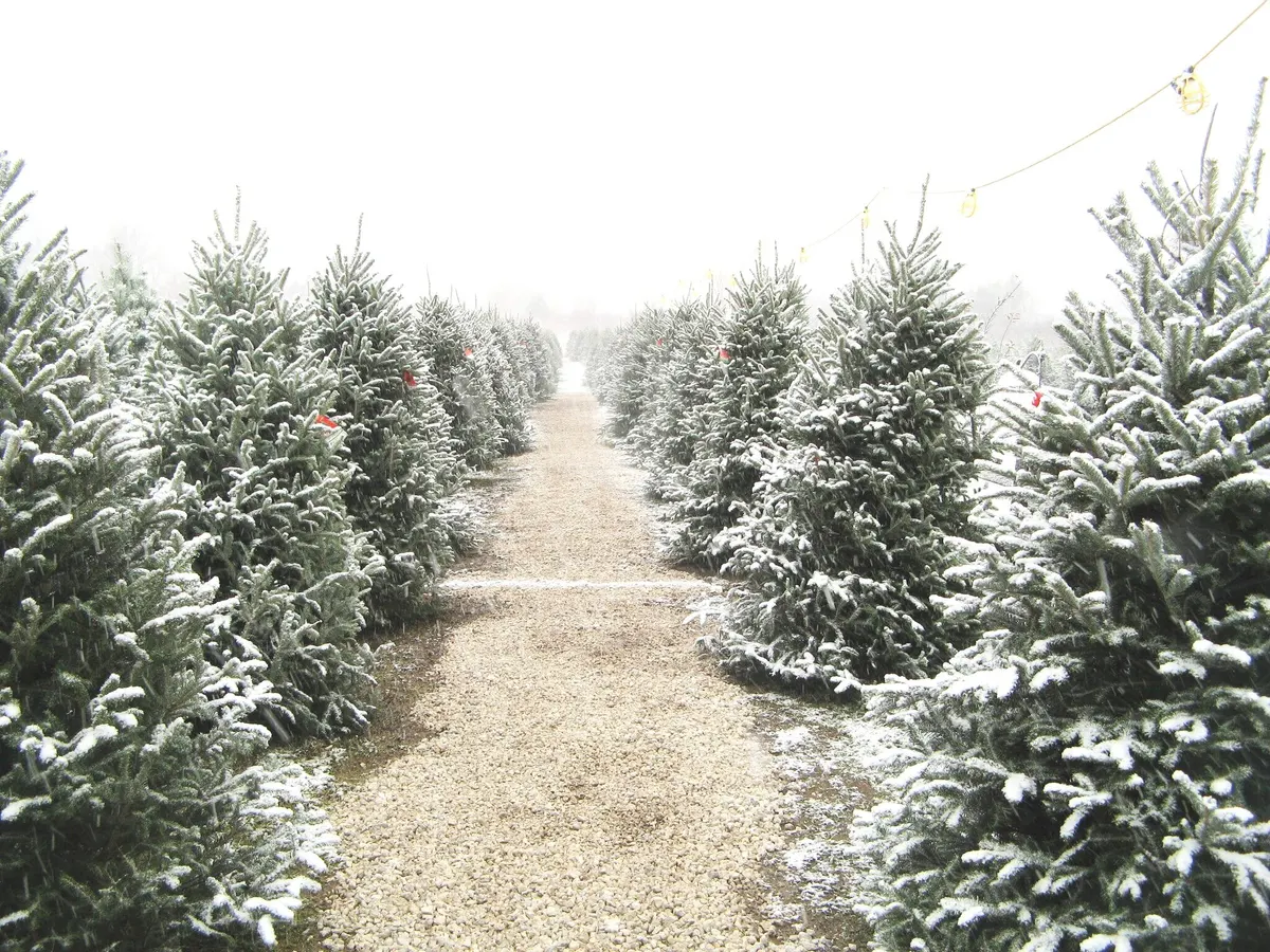 Snow-dusted rows of Christmas trees